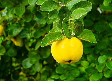 دمنوش برگ به و سم زایی بدن